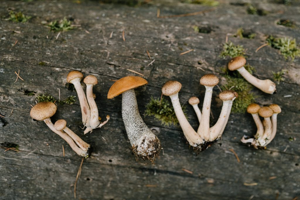 close-up,mushrooms