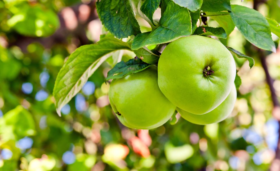 Close-up,Of,Green,Apples,On,A,Tree