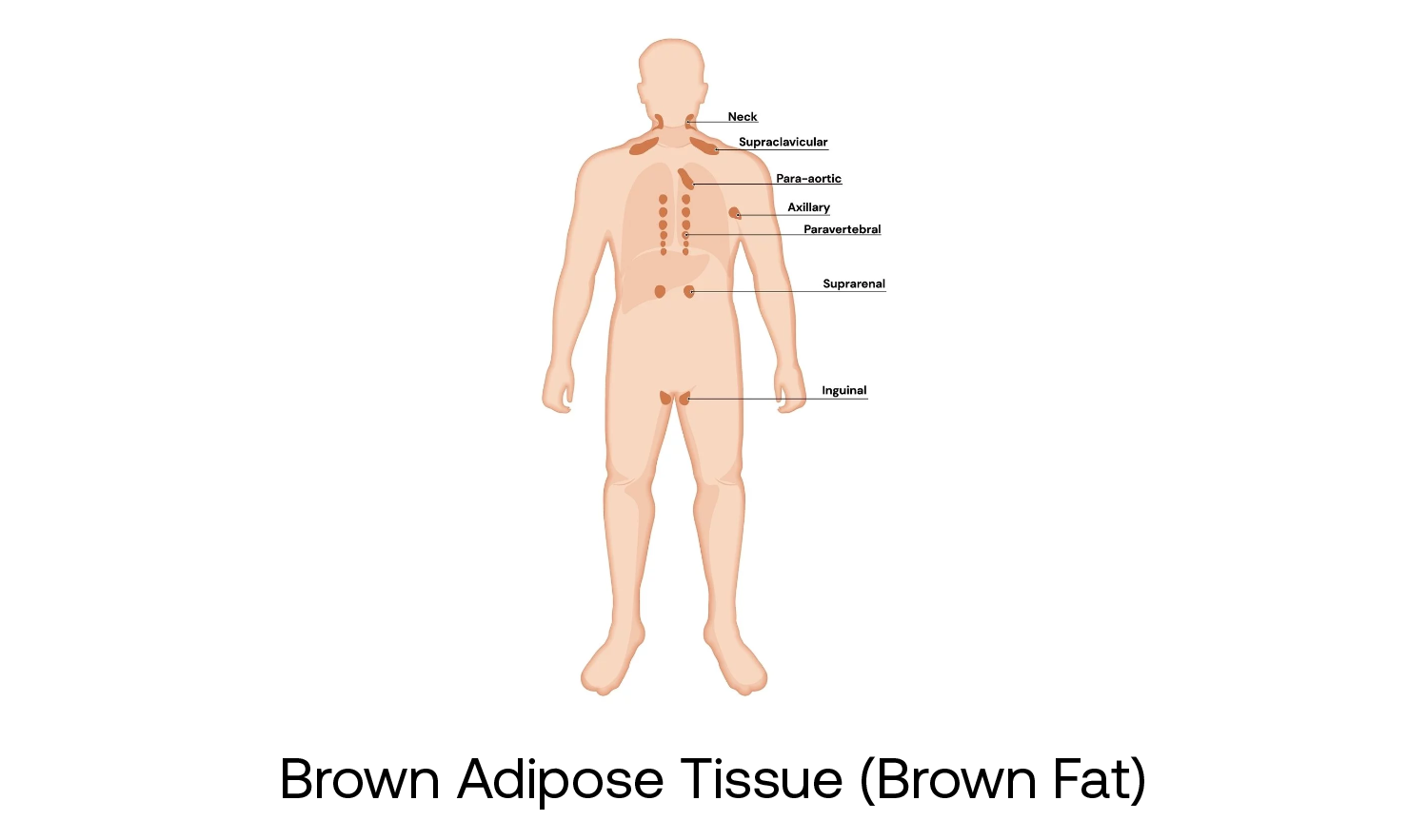 brown adipose tissue location in the body