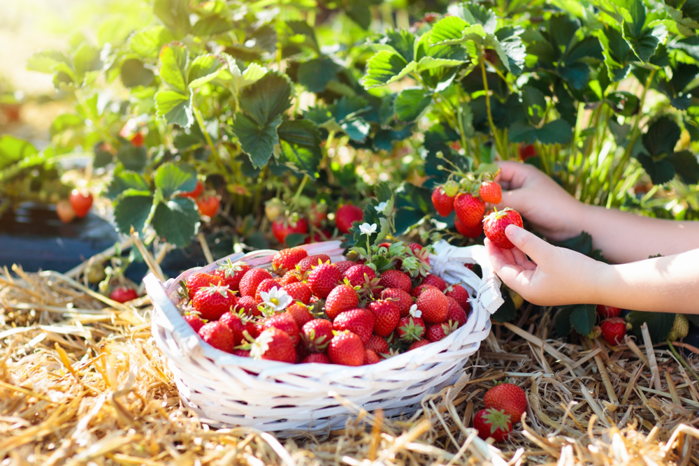Child,Picking,Strawberry,On,Fruit,Farm,Field,On,Sunny,Summer