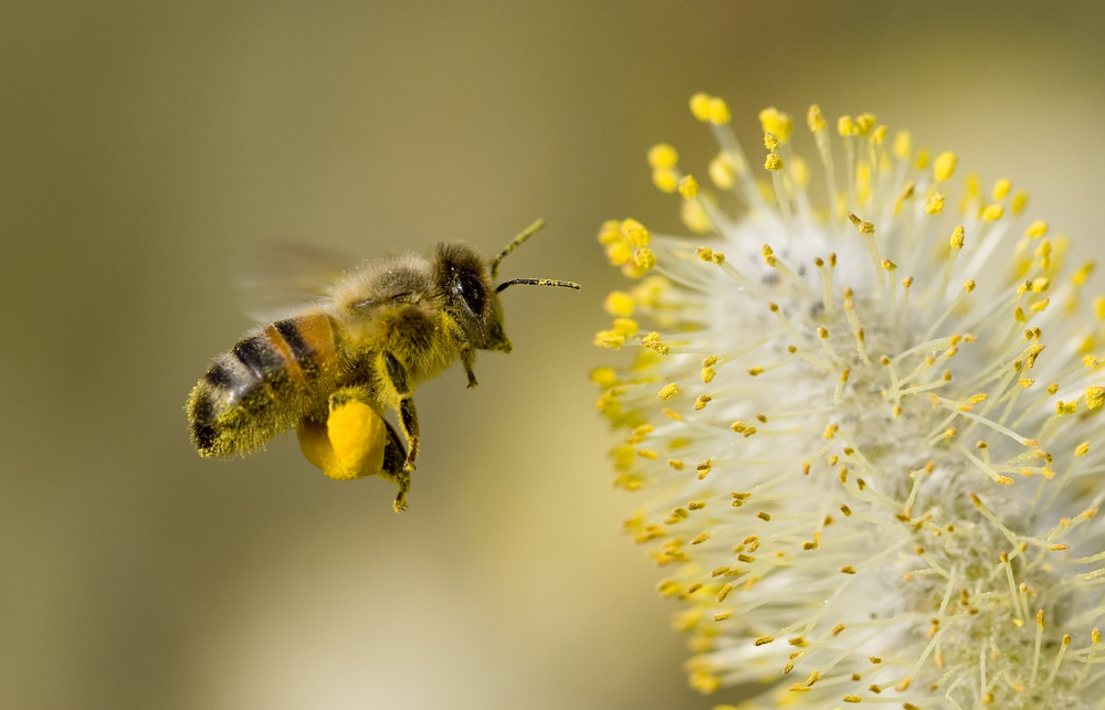 A,Bee,Hovering,While,Collecting,Pollen,From,Pussy,Willow,Blossom.
