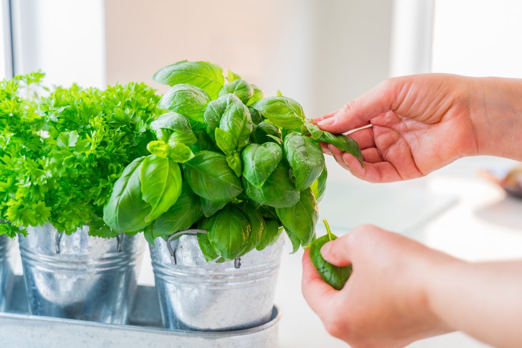 Close,Up,Woman's,Hand,Picking,Leaves,Of,Basil,Greenery.,Home