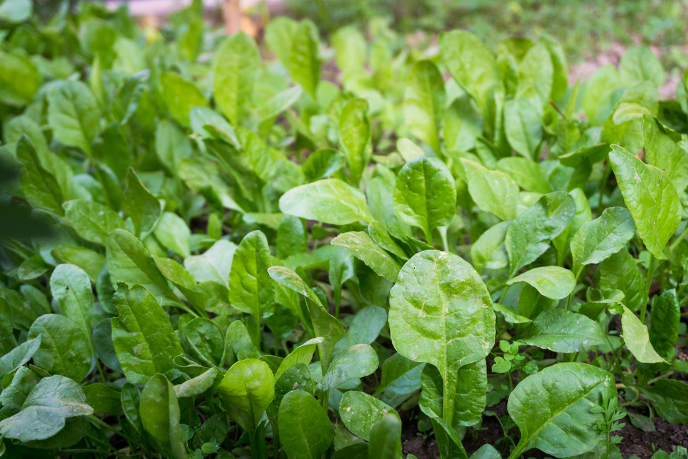 Spinach,Growing,In,A,Home,Garden,In,India.,Spinach,(spinacia