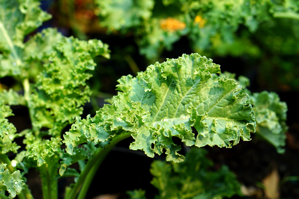 Close,Up,Of,Green,Curly,Kale,Plant,In,A,Vegetable